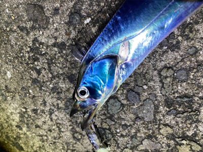 タチウオ爆釣！朝まづめはシオも？！