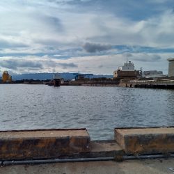 今年初のキビレ