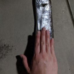 何時かぶりのタチウオ