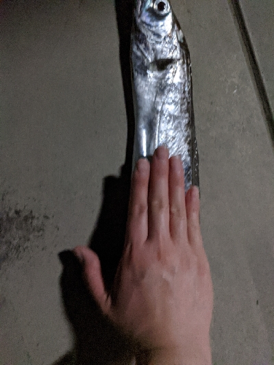 何時かぶりのタチウオ