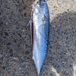 カツオ10分釣行