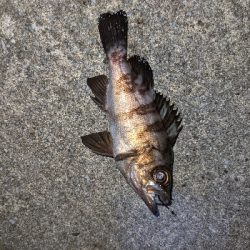 キジハタを狙いに