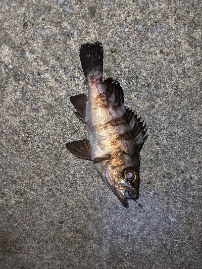 キジハタを狙いに