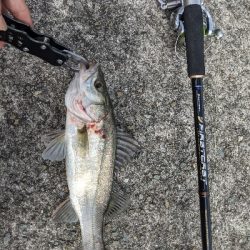 初の岸壁ジギング