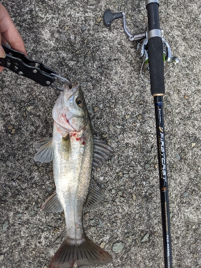 初の岸壁ジギング