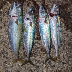 今シーズン初タチウオ