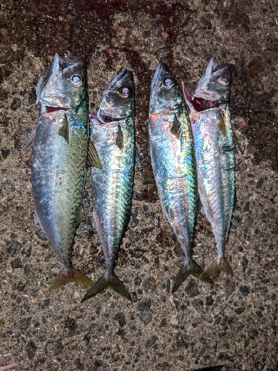 今シーズン初タチウオ