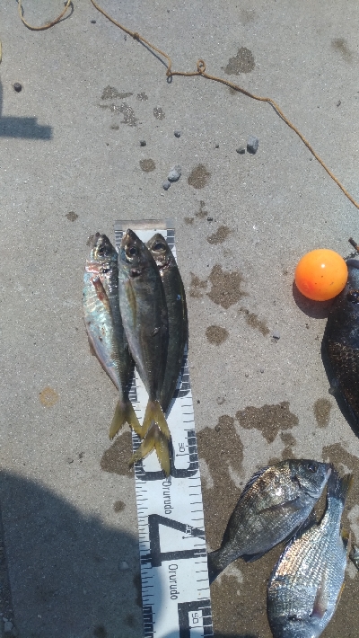 8/1釣果　紀州釣り連発しました！