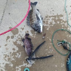 8/8釣果 チヌマハタグレ