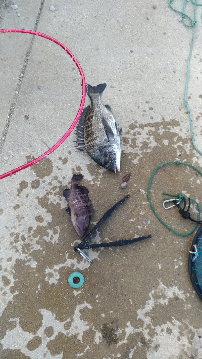 8/8釣果 チヌマハタグレ