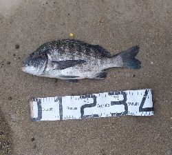 8/15釣果　チヌ42センチ！