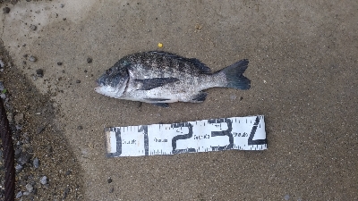 8/15釣果　チヌ42センチ！