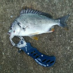 『釣りデビュー(^_-)』227日目