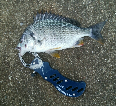 『釣りデビュー(^_-)』227日目