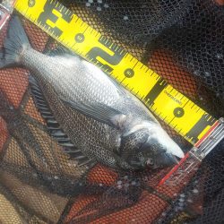 お盆が行けないので　～辰巳・さざなみ～