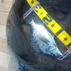 連日釣行　～さざなみ公園～