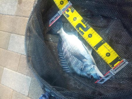 連日釣行　～さざなみ公園～