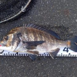 朝マヅメにトップで