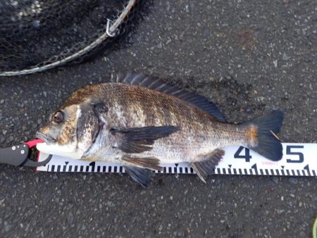 朝マヅメにトップで