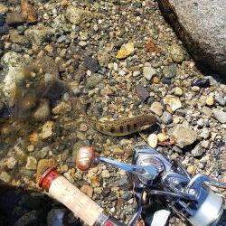 夏ヤマメ一里一匹