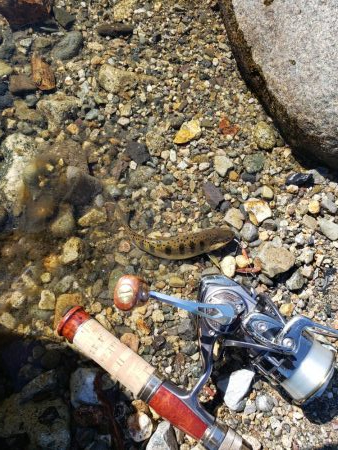 夏ヤマメ一里一匹