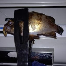 お盆は雨なので