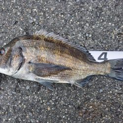 下げ潮三分でいいサイズゲット