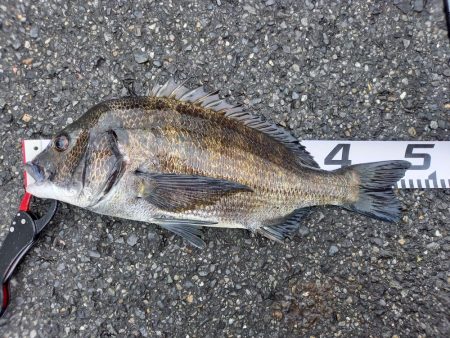 下げ潮三分でいいサイズゲット