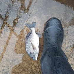 雨だから警戒心が薄いと思ったが・・・