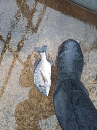 雨だから警戒心が薄いと思ったが・・・
