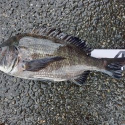 久しぶりに爆釣モード突入