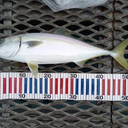 とっとパーク青物情報