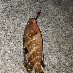 ロックフィッシュ