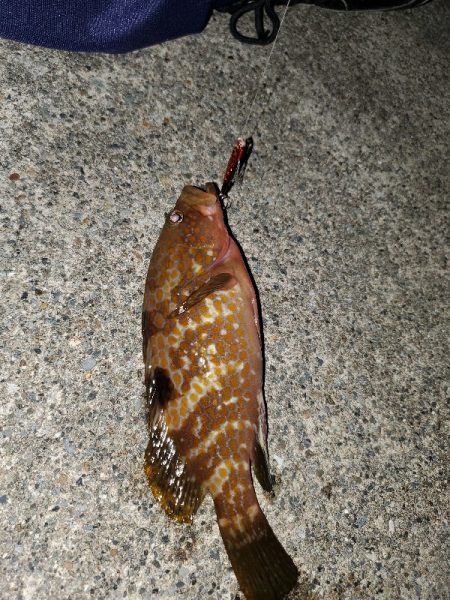 ロックフィッシュ