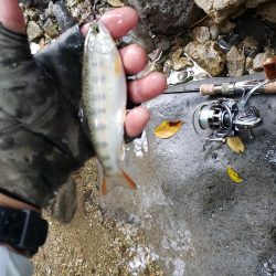 読み間違えたみたい、、、