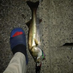 夕マヅメで一撃でした