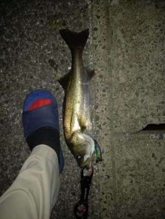 夕マヅメで一撃でした