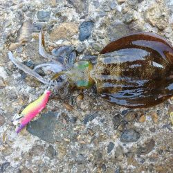 アオリイカ大きくなったね