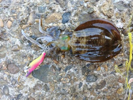 アオリイカ大きくなったね