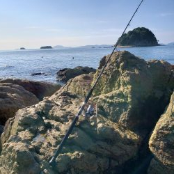 まだ居なかったショアブルー