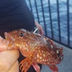 久しぶりのこぶ無し