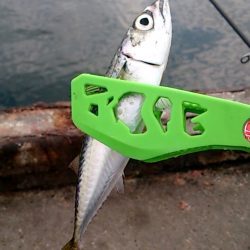 サヨリ？サバ？