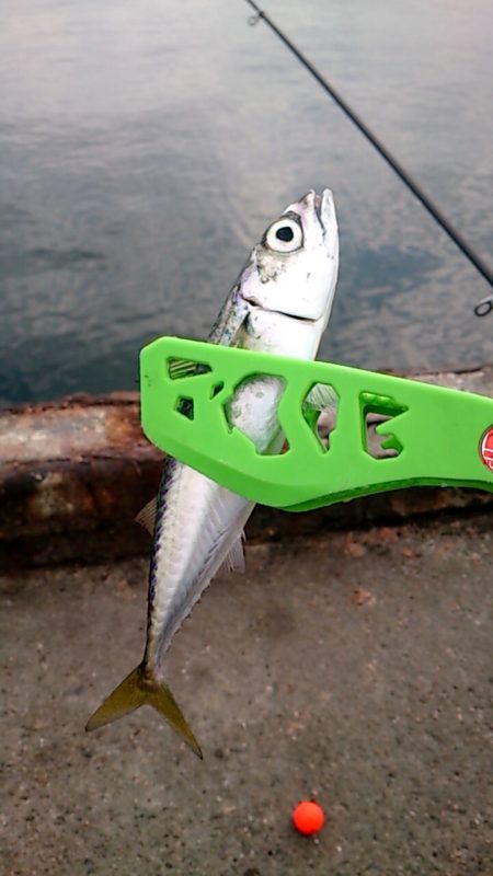 サヨリ？サバ？