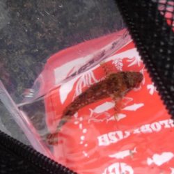 苦戦苦戦の最近でしたが早朝釣りでなんとか2～3日分の晩御飯には（＾＾）