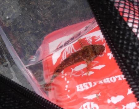 苦戦苦戦の最近でしたが早朝釣りでなんとか2～3日分の晩御飯には（＾＾）