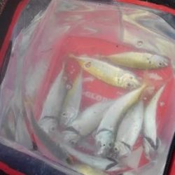 雨の切り目でアジをお狙いスクランブル発信！！