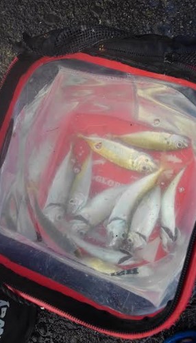 雨の切り目でアジをお狙いスクランブル発信！！