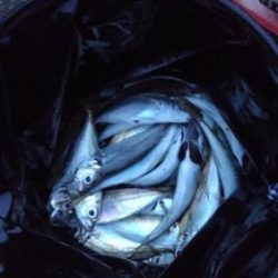 夕飯のアジ狙い!!大苦戦。。。