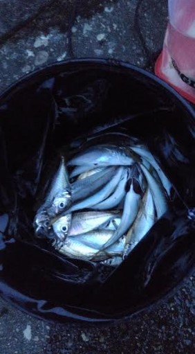 夕飯のアジ狙い！！大苦戦。。。