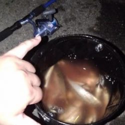 豆アジの連発～！